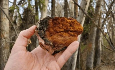 champignon-adaptogene-chaga