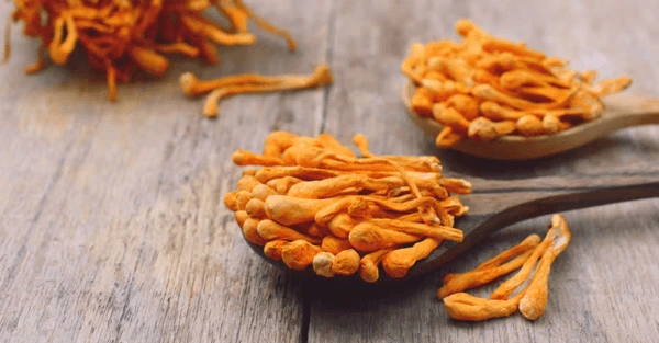 champignons-adaptogenes-cordyceps