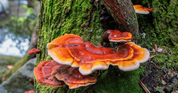 champignons-adaptogenes-reishi