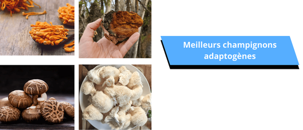 meilleur-champignon-adaptogene