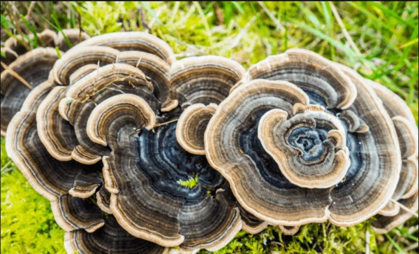 turkey-tail-champignons-adaptogenes