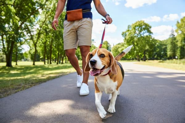 devenir-pet-sitter-fiche-metier